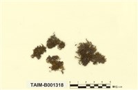 藏品(密葉尖喙苔)的圖片